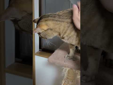 撫でてほしい猫がこちら