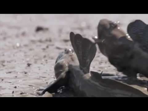 Mudskippers screaming fish! Wait for it