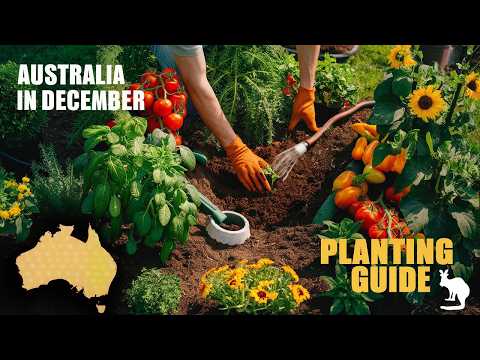 Want a Thriving Garden in Australia? Plant These in December Now