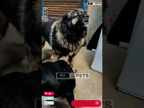 "Rottweiler Steals Caucasian Shepherd's Food: Watch What Happens!" #shorts #rottweiler #dog