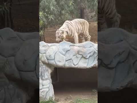 Delhi zoo beauty of white tiger#white tiger#white beauty #delhi zoo#zoo