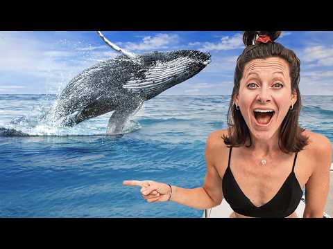 Swimming with Baby Humpback Whales (incredible encounters)