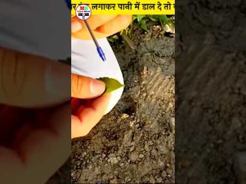 pen to ink पानी में डाले तो क्या होगा 😍 ￼￼ #shotsfeed #experiment #tree #ink #trendingshorts #shorts