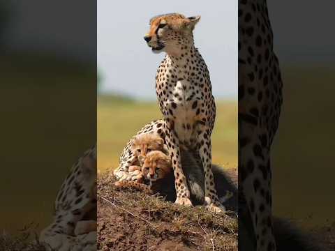 Pitbull Vs Cheetah - Who Is Most Dangerous? 🐕 vs 🐆