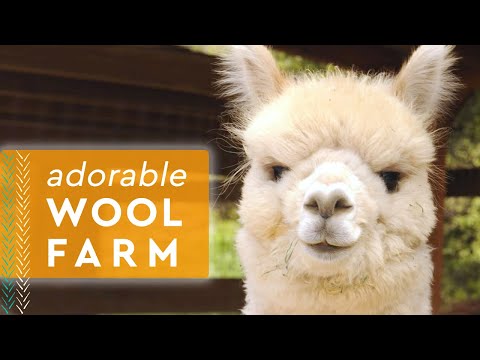 Inside an Adorable Coastal Wool Farm 🐑 California Yarn