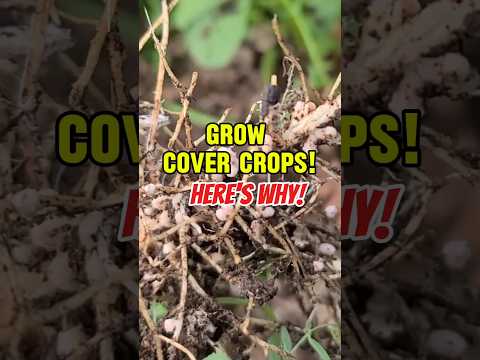 Want GREAT SOIL??!! Grow COVER Crops!