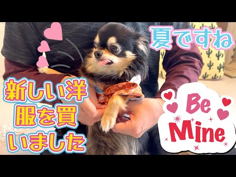 夏ですね！子犬用アロハシャツ買いました☆彡／ロングコートチワワ ブラックタン／子犬の飼い方育て方／室内犬 初めて飼う／子犬の成長記録／ペットおもしろ動画／可愛いチワワの映像【暴れん坊 大吉】