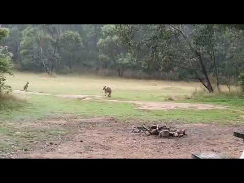 Brent’s road trip to High Country Victoria-Trees by John Butler (Brent’s Version)