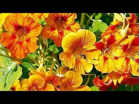 Nasturtiums for Aphid Control Video 2024