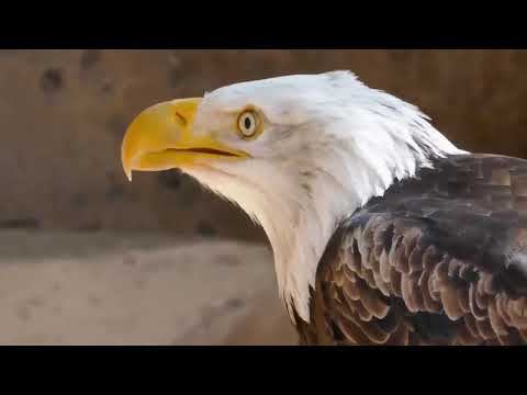 Eagle Screaming Sounds For Relaxation-Eagle Screaming Sound Effect