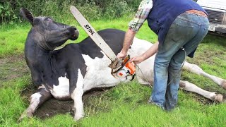 Adventurous Cow Transport & Automated Milking Farm Experience