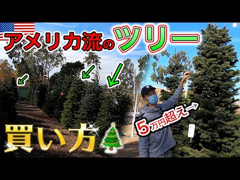 アメリカの"リアル"クリスマスツリー販売所?! 部屋で飾り付けも