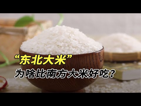 東北大米究竟有多好吃？南方小土豆猛猛炫，不遠千里背大米回家