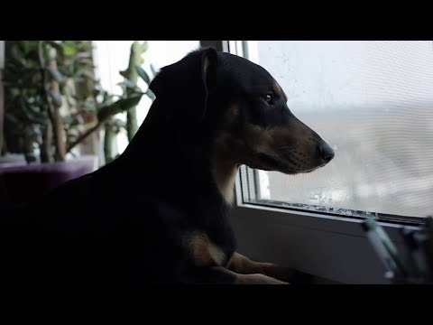 Battered Woman and Children’s Shelter provides dog kennel for domestic violence survivors' pets