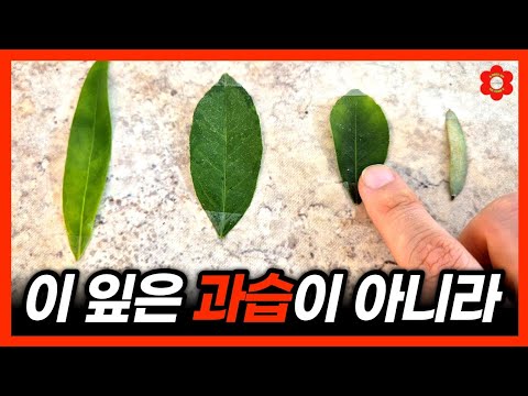 '과습? 건조? 병충해?..🤔' 증상 모르시면 꼭 보세요ㅣ🌿잎이 떨어지는 이유 5가지ㅣ노란 잎, 갈색 잎 계절별 비교와 해결방법까지 [식물 키우면서 안보면 나만 손해보는 영상]