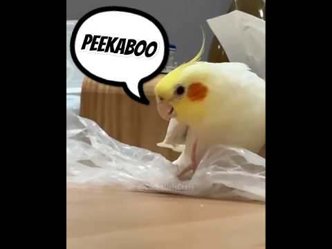 Cute Peekaboo Playtime 🥰🦜 #cutepets #cockatielscraze