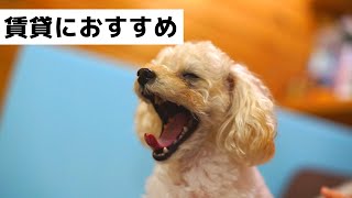 【2020年】賃貸物件におすすめな室内犬ランキング