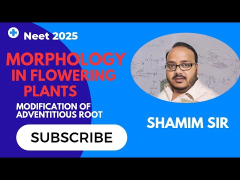 Modification of Adventitious root|Morphology in Flowering plants 🪴|NEET