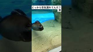 どっから空気漏れてるんだ笑　#オットセイ