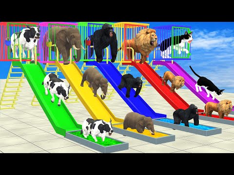 Don’t Fall into the Wrong Pool with LONG SLIDE Elephant Cow Lion Gorilla Cat Wild Animals Cage Game