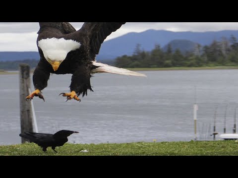 WORLD 10 LARGEST BIRDS OF PREY/WORLD BIRDS/WILDLIFE VIDEOS