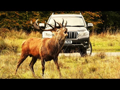 RED DEER RUT 2024 👀 Deer Surround The Car Park 👀 TATTON PARK - Nikon P1000 Videography