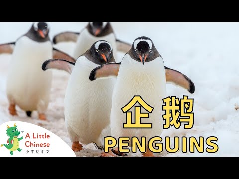 All About Penguins in Chinese 企鵝 | Educational Chinese Videos for Babies, Kids & Toddlers