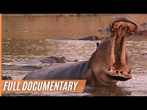 Close up with the Hippos - Spectacular Footage of the African Landscape | Full Documentary