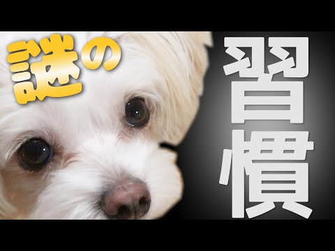 【クセがスゴい犬】チワプーのクスッと笑える“奇妙な”習慣をご覧ください。【＃082】Weird habits of our dog