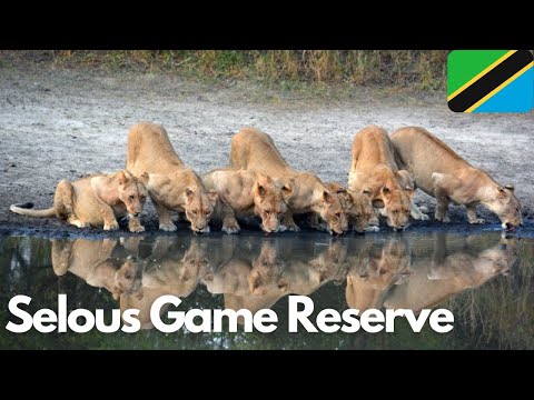 Exploring the Wild Wonders of Selous Game Reserve