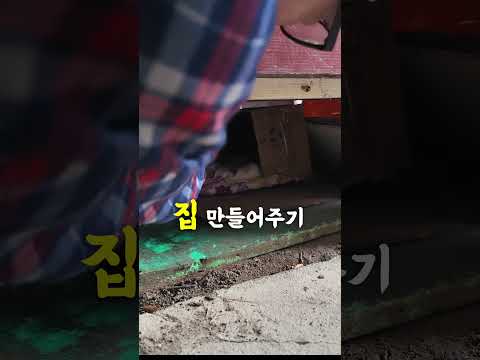 길고양이 길들이기 / wild cat #shorts  #시골집 #country #고양이