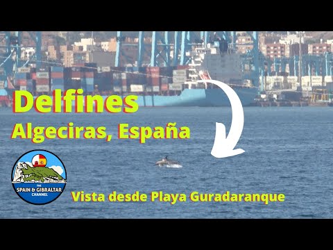 Delfines en Algeciras, España viendo desde Playa Guradaranque