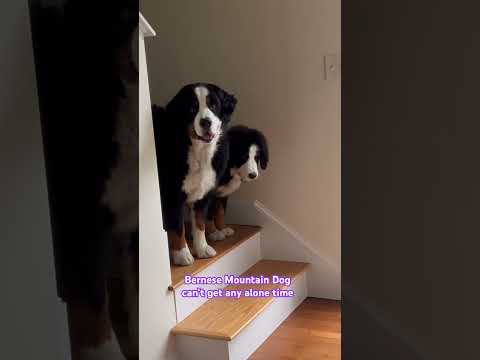 Bernese Mountain Dog has a New Brother #bernesemountaindog #puppy #dog #funny #funnypuppy #dogbreed