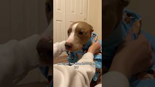 Scary dog privilege? 😆 #pitbull #funny #funnyshorts #shorts #dogs