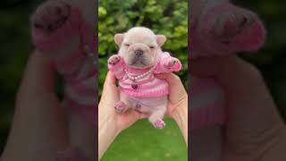 Just a garden potato taking a stroll. #music #puppy #puppylife #babydog #frenchbulldog