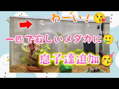 【メダカ】水槽で一匹で寂しそうだったので息子達を追加したら嬉しそう🥳水換えメンテナンス😍育てる栄養ウォーター#室内#飼育#めだか#稚魚#だるま#越冬#アクアリウム#GEX