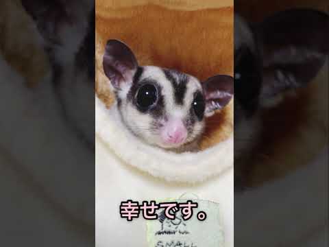 【一目惚れ】モモンガ可愛すぎる#ももんが #かわいい