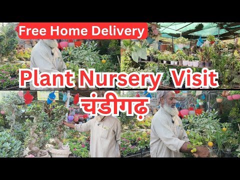 Visit To Plant Nursery | Cheapest Plant Nursery Chandigarh | सस्ते पौधे, Indoor & Outdoor ☘️|