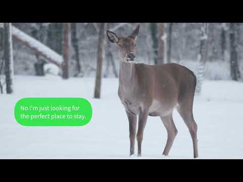 Park Wildlife - Starved Rock State Park, IL