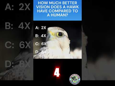 Quiz- HAWKS!! Animal Trivia!  #hawks #trivia #quiz