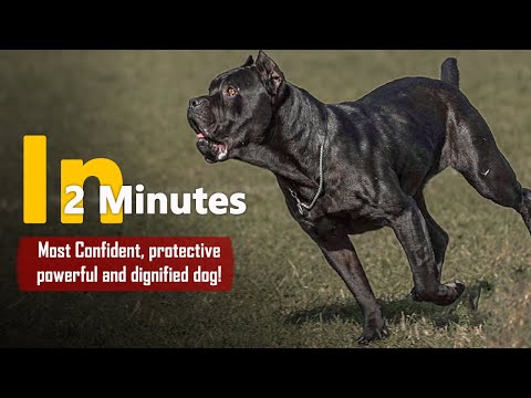 Cane Corso - In 2 Minutes! Most Confident, protective, powerful and dignified dog!