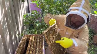 E2 Preventing a swarm - Australian beekeeping for beginners