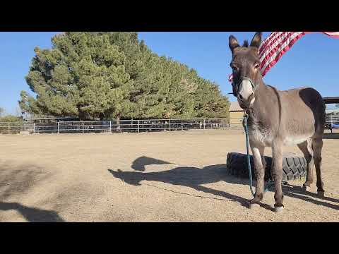 Punky's 1st session with flag