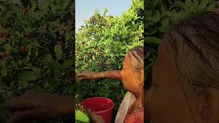 #jungle fruits##करोंदा #reels #viral reels #knowledge #benifits of fruits