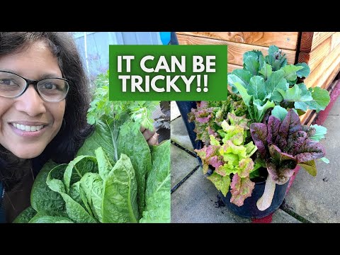 Want your LETTUCE to form a HEAD? Do this!