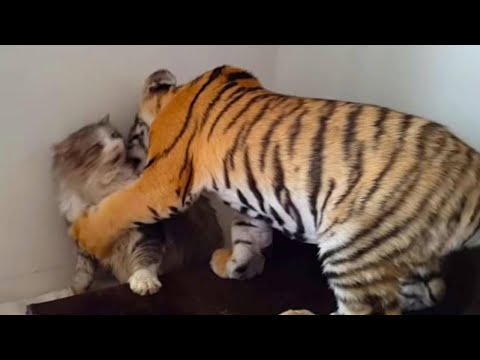 Mother Cat Adopts a Tiger Cub. A Few Years Later, The Tiger Does Something No One Expected!