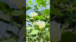 Natural beauty || Cotton beauty #cotton #agriculture #farming #naturelovers