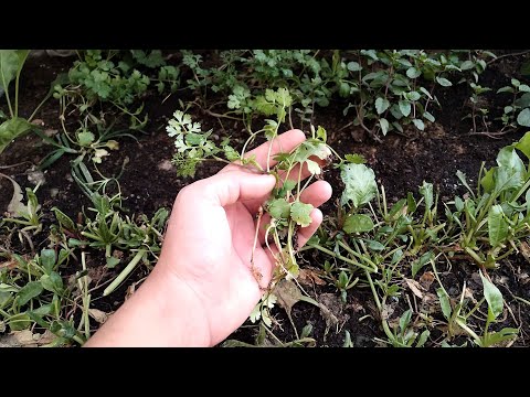 How to Harvest Cilantro- Cut and Come Again Cilantro