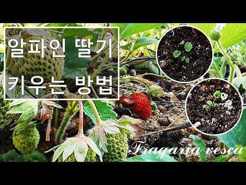 알파인 딸기를 키우는 방법｜유럽 야생 딸기 키우기｜야생 딸기 키우기｜유럽 딸기 키우기｜고산 딸기 키우기｜How to grow #59 Alpine Strawberry