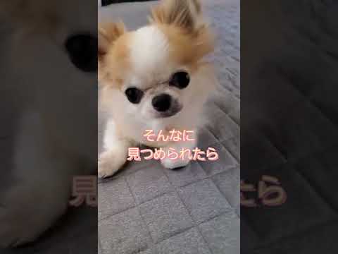 #怒られるちわわ #可愛さでアピール #障害犬の日常